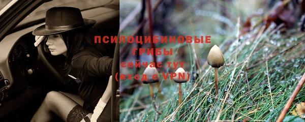 сатива Кинешма